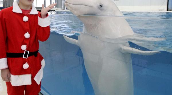 un mos craciun subacvatic