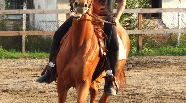 adrian pintea in galop cineva pe un cal de cinema