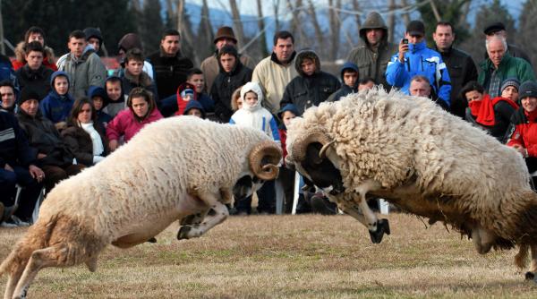 in coarne si oase la muntenegru