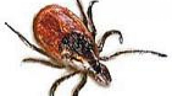 aspiratorul inamicul public nr 1 al puricilor