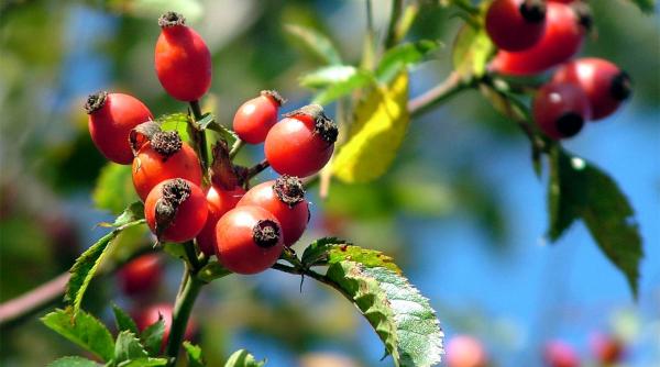 fitoterapie de iarna