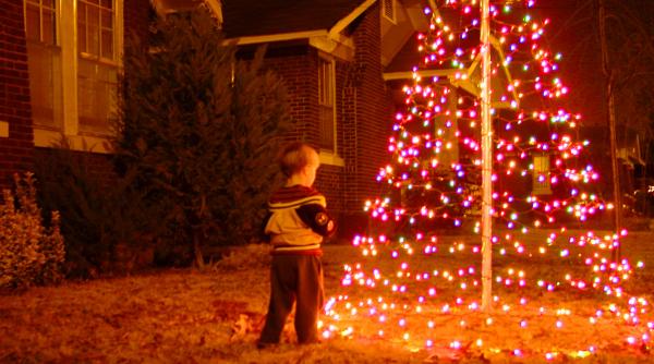 bradul inceputurilor