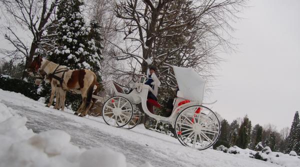 poftiti in trasura cuconite si boieri