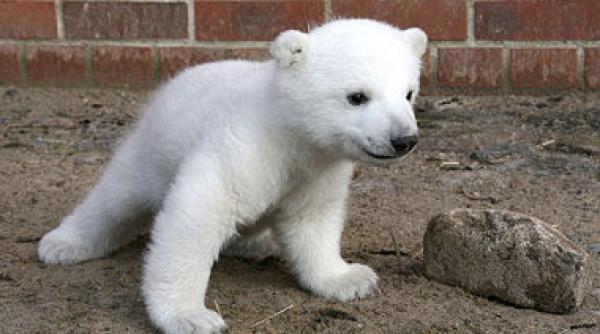 specii amenintate cu disparitia ursul polar inca in asteptare