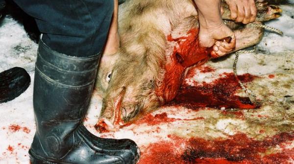 ne am laudat degeaba porcul ajunge in frigider doar daca este asomat