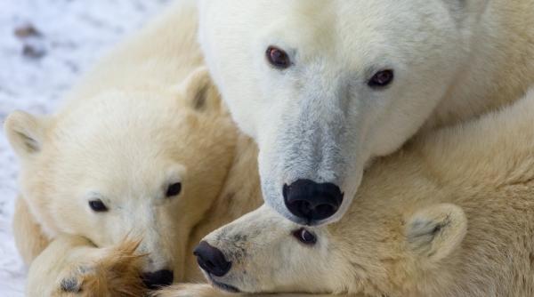 scandal ursul polar specie inca nepericlitata