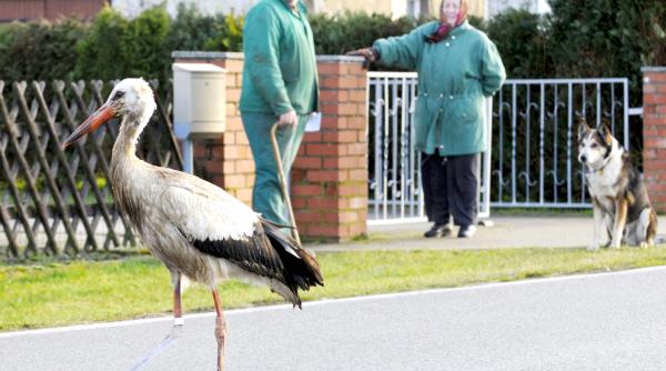 barza indragostita de germania