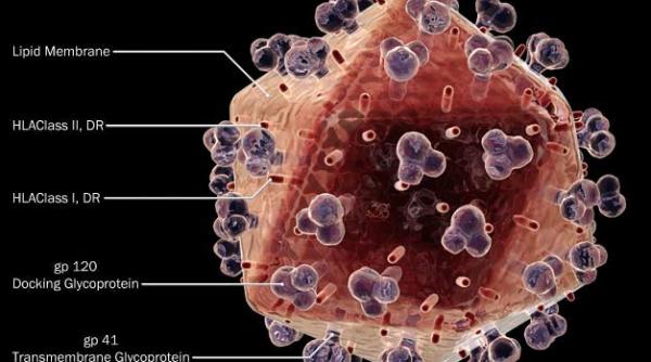 au fost identificate 273 de proteine umane atacate de virusul hiv