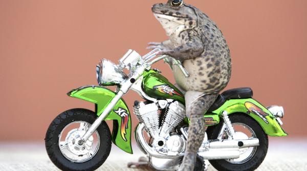 broscuta oui e motociclista