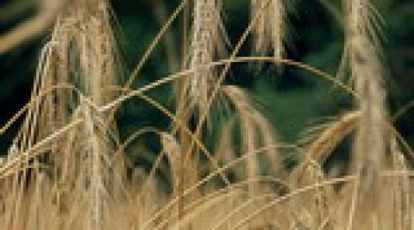 miliarde scoase din afaceri la negru cu cereale