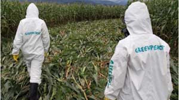 ue accepta laptele si carnea modificate genetic pe piata alimentara