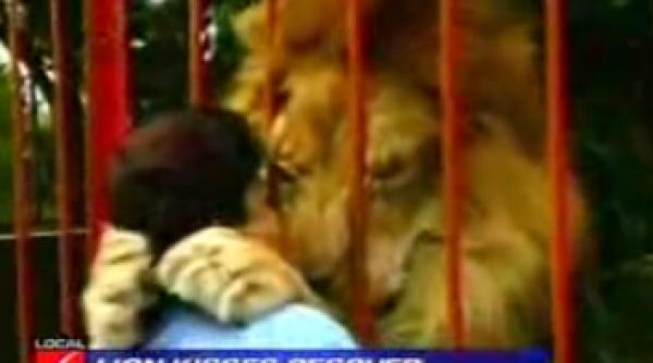 un curs tandru al leului