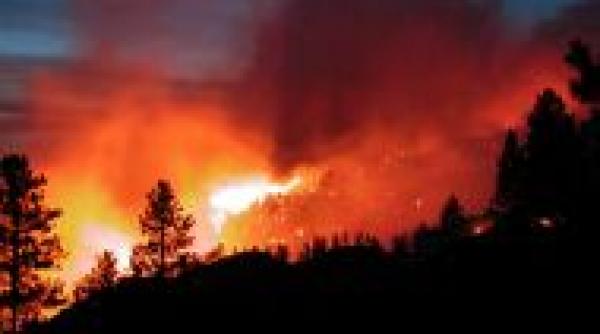 cinci hectare de de vegetatie mistuite de flacari in timis