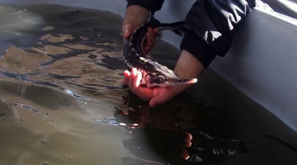 puiet de sturion ascuns in dunare