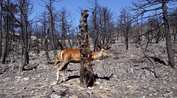 studiu salvati ecosistemele europei