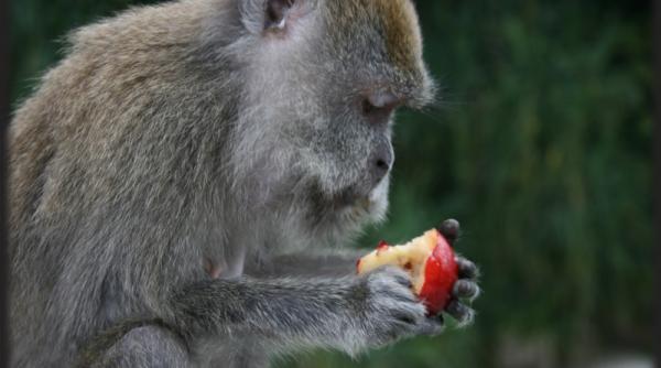 pangkor laut monkey business