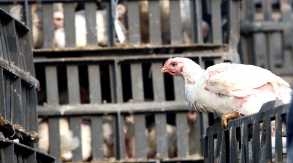 h5n1 in asia si europa