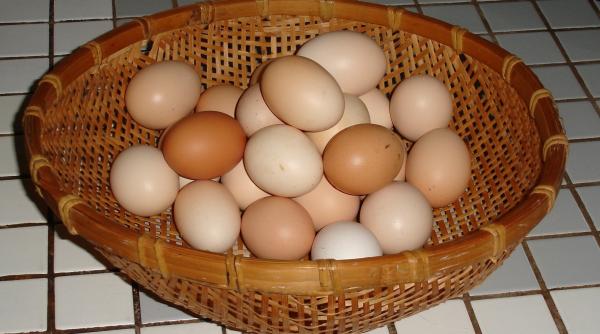 oul hrana pentru creier