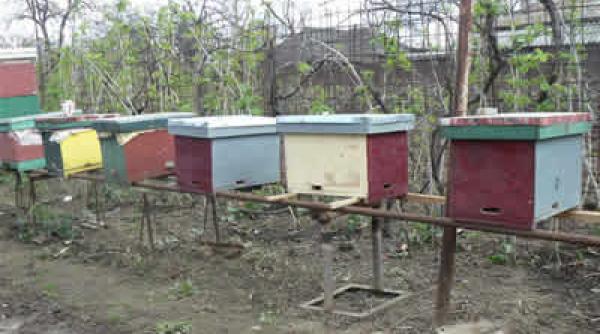 lipsa subventiilor distruge albinele in salaj