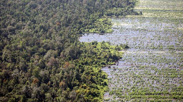 studiu negativ pentru biocombustibili