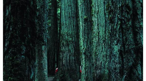 juriu exigent la adprint 08