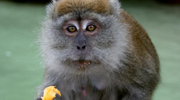 monkey business series