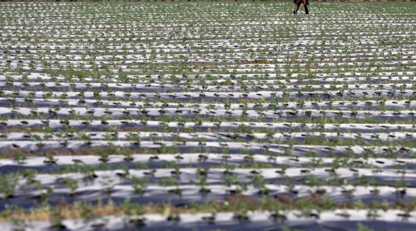 cele patru porunci ale agriculturii bio