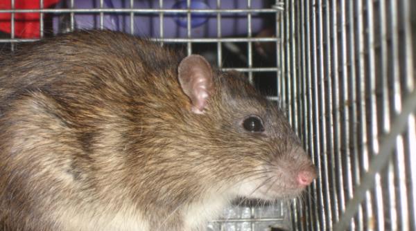 fara rozatoare la jocurile olimpice