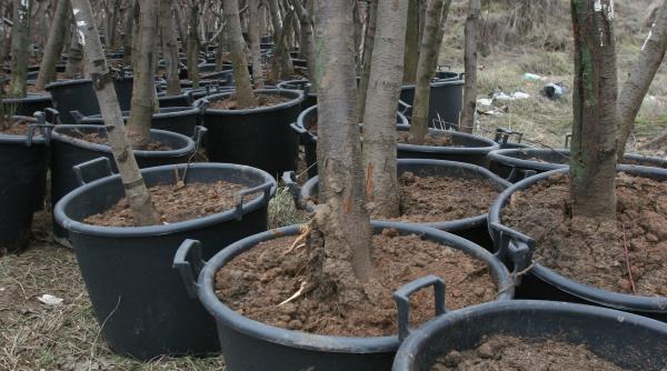 piersici de milioane rasi si deportati din baneasa