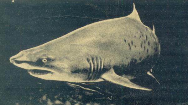 la vanatoare de fiare