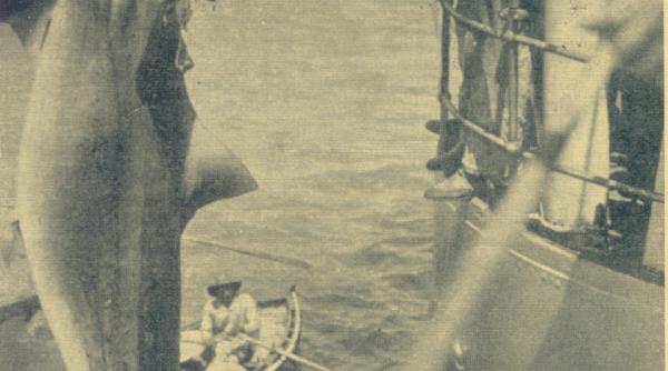 publicistica dragostea fata de animale