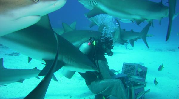 sa inoti liber printre rechini