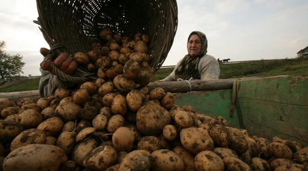 nu cartofului modificat genetic