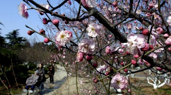 primavara capricioasa