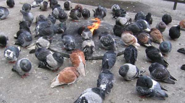 italia icirc ncepe vanatoarea de porumbei