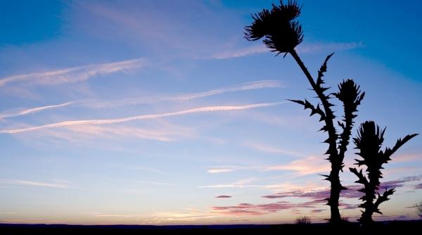 icirc n firea lucrurilor