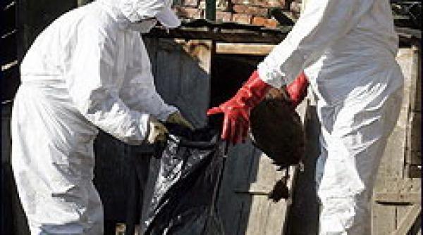 japonia scapam de gripa aviara