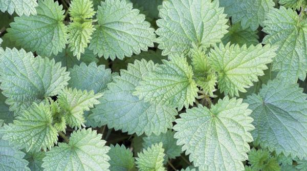 urzicile subtiaza sangele