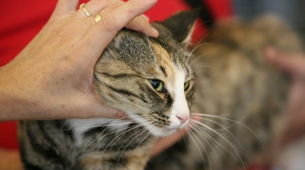 cine a spus ca nu putem spala pisica