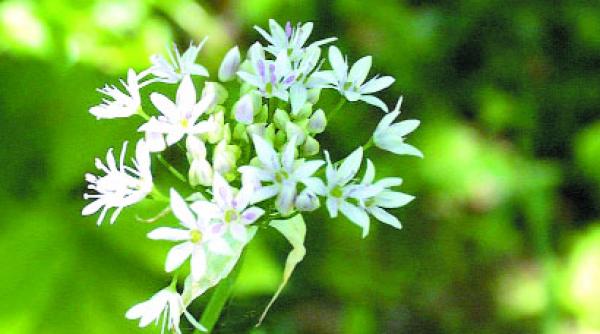 leurda iti merge la inima