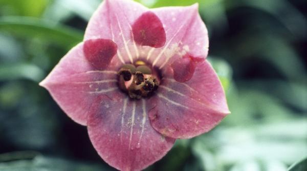 tratament vindecarea sufletului terapia florala bach