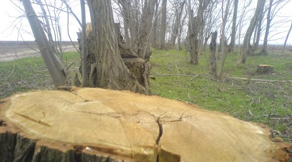 copacii furati cu bucata