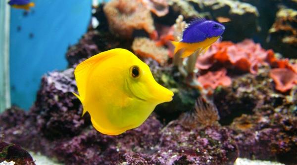 chirurgul zambaret si cele opt domnisoare