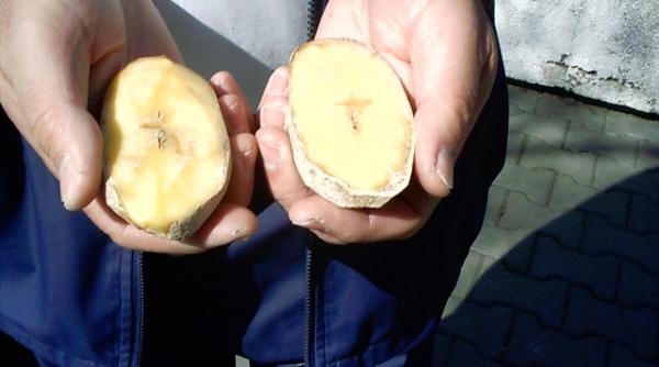 semn divin la ploiesti crucea din cartof