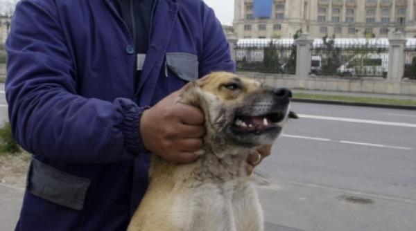 capitala i ca o floare nici in nato nu ne doare