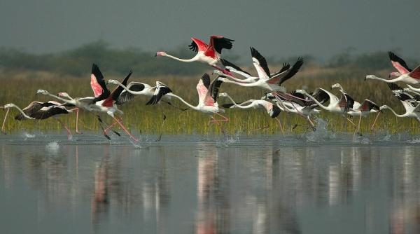 1 aprilie ziua pasarilor