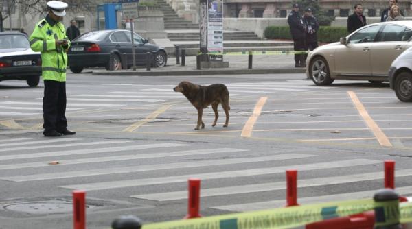 regulamentul stradal nato