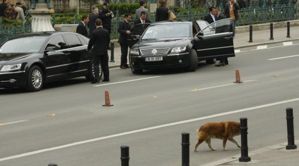 clanul lu maidanezu in new york times