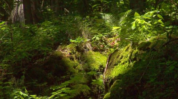 concursul muma padurii