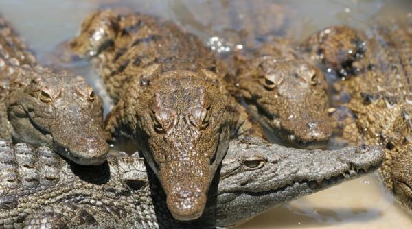 antibioticele viitorului